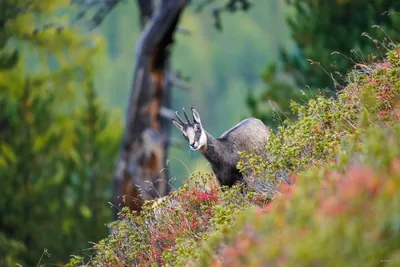 Les Chamois