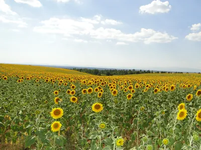 Tour des Balcons du Verdon et Plateau de Valensole