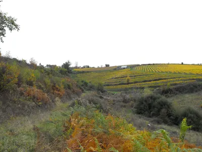 Les Côteaux du Saillant