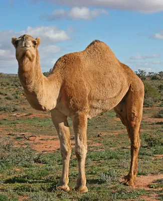 Velbloud