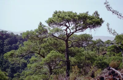 Dodeka Anemoi Tripylos Trail