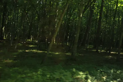 Hajnówka - Białowieża