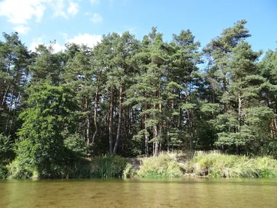 Grabów nad Pilicą - czerwony