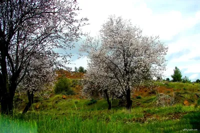 Αρχαία διαδρομή Παλαιχώρι Λευκωσία