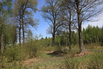 373Y: Paniówki - Łącza