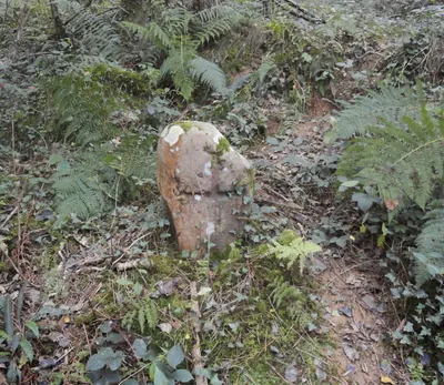 Sagarraren bidea