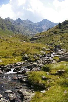 Les Orris du Carla