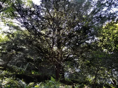 Lotura Neberako lizarra - Sarrola