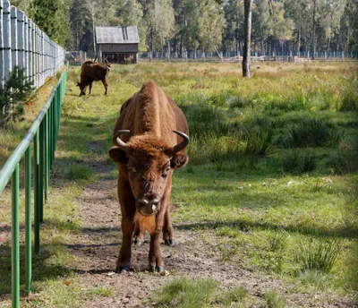 Лясныя таямніцы