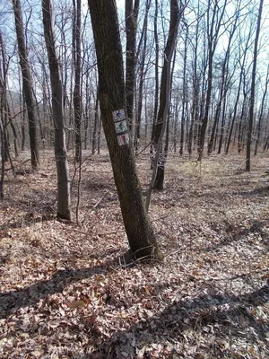 Kék MTB