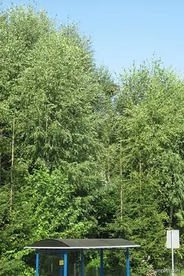 Zielona Trasa Rowerowa Lubenia