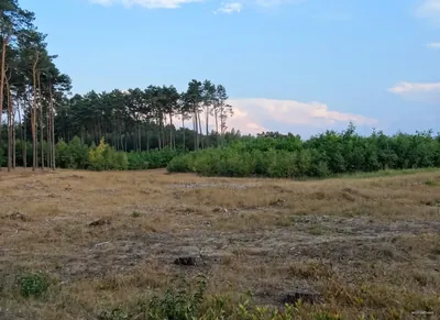 Ścieżka Puszcza Bydgoska - czerwony