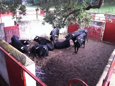 Raso de Vega Baturio