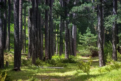 Vovousa - Valia Kalda Trail