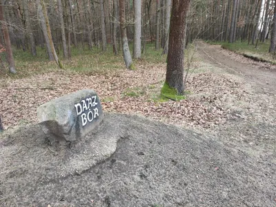 Tam gdzie odradza się las