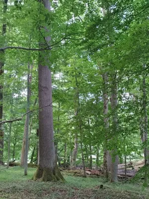 TR5
