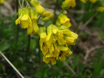 Sentier Clapucine - Enigme pastorale