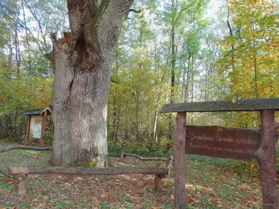 Bijotų-Širvinto miškų pažintinis takas