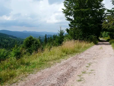 Trasa narciarska biegowa: Sokół