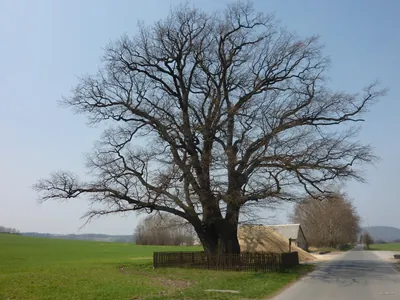 Steinbachtal - Wendisch Paulsdorf (gelber Strich)