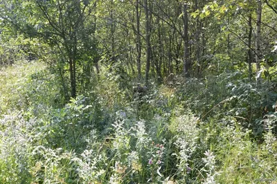 Ścieżka przyrodnicza "Ustrzyki Górne - Szeroki Wierch"