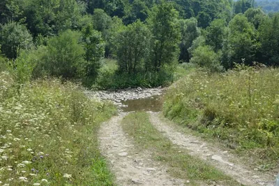 Ścieżka dydaktyczna Przez Bieszczadzki Las