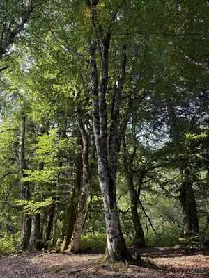 Le plateau du Guéry