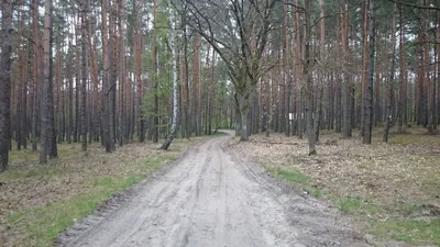 Szlak Sosny Bolewickiej