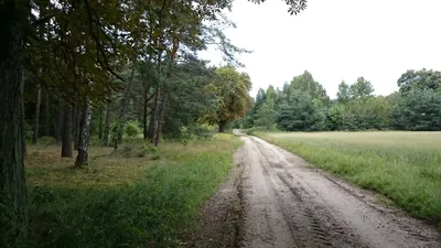 Przez Lewiczynek