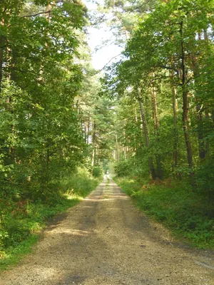 Rowerowy Szlak Odry - odcinek Olza-Malina