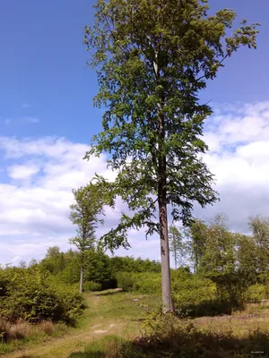 Szlak czarny