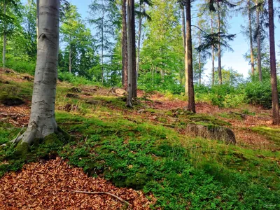 Sobieszów - Polana na Grzybowcu