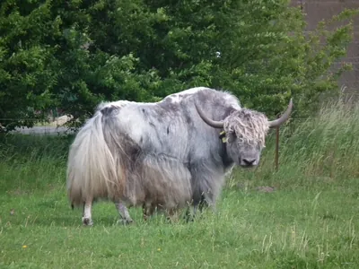 Hähnichen - Horka (grüner Strich)