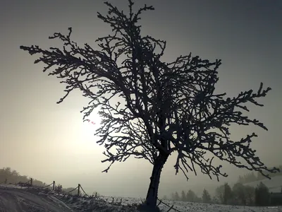 [Č] Zlaté Hory - Heřmanovice
