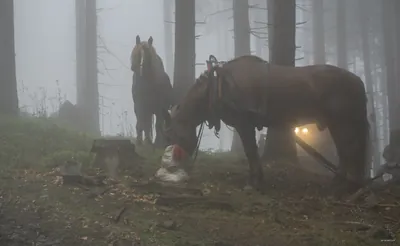 [Z] Ostrý, salaš - Kozinec