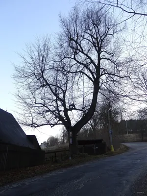 [Ž] Jablonecké Paseky - Pod Krásným