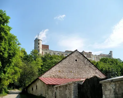 Zwoleń czarny