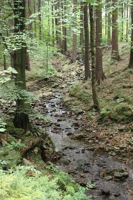 Novoměstská strana