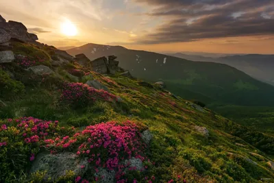 Les Rhododendrons