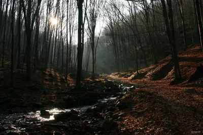 P (Királyháza – Nagyoroszi)