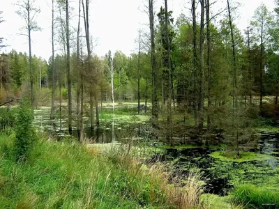 Puszcza Romincka