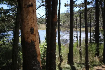 La forêt du Lingas