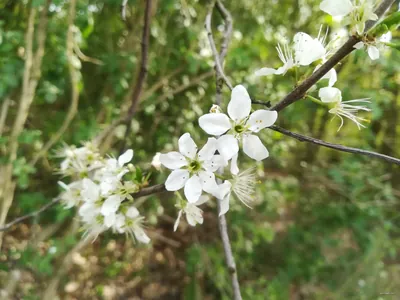 Szlak im. Jana Pawła II (Komorniki)