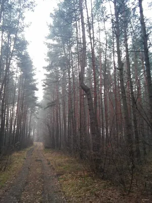 Zielone Perły Trzebin