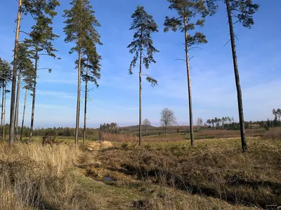 Szlak kamiennych krzyży w Czaplach - Choińcu