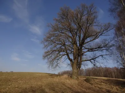 NS Mojžíšův pramen - Císařský kámen