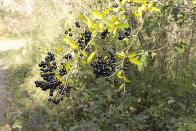 Sentier de l'Homme et du Fleuve