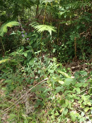 Sentier des Étangs