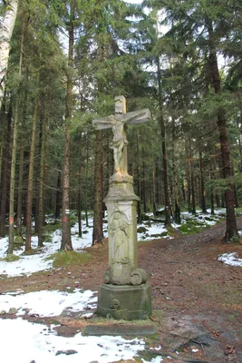 4005 [Z] Machovský kříž - Pod Špičákem