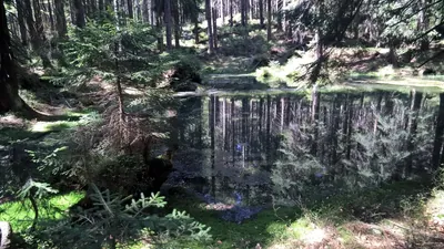 Závodní běžecká trať Mísečky, 5 km